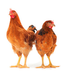 Brown hens isolated.