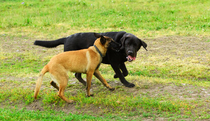 Two happy purebred dogs are on the rural road.