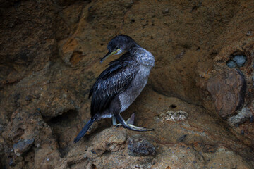 Beautiful young cormorant close-up. Bird sit on the rock