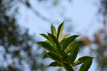 leaves against blue sky