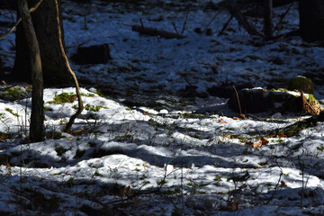 Licht und Schatten auf dem schneebedeckten Waldboden