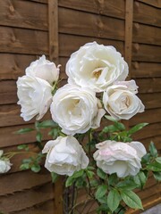 bouquet of white roses