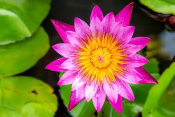 Top view of close up the yellow pollen of beautiful lotus flower in pond