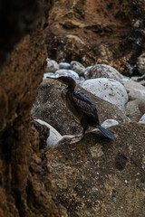 Beautiful young cormorant close-up. Bird sit on the rock