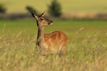 Naklejka na ściany i meble Curious red deer, cervus elaphus, female standing on a meadow with green grass in summer. Female herbivore with brown fur watching illuminated by evening sunlight.