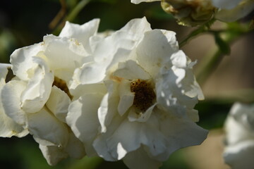 white rose flower