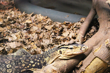 A large yellow lizard lives in a glass cabinet at a public zoo. Close-up of a reptile's head. Close-up of a young lizard camouflaged in nature. This iguana species ranges in color from deep red to