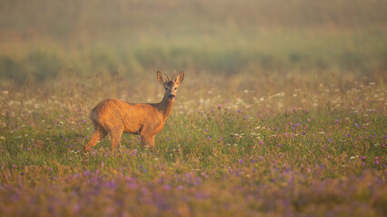roe deer, capreolus capreolus, buck looking into camera on blooming meadow in summer nature. Male mammal with small antlers standing on a hay field with wildflowers and fog in background at sunrise.