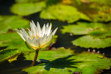 Water lily in the pond. Calmness and pacification. Spa treatments, yoga, meditation. The sacred lotus flower in Buddhism. Tropical nature, jungle, India.