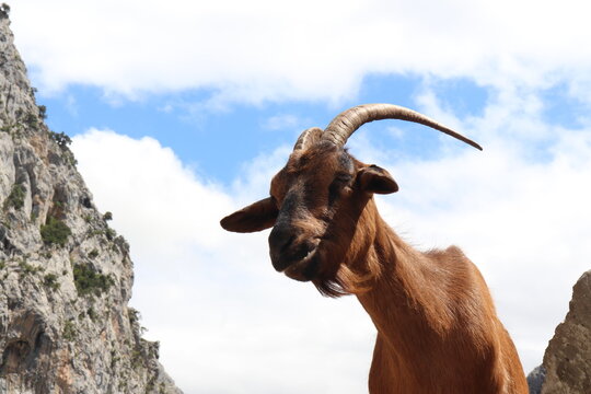 cabra en una monta&ntilde;a de Asturias