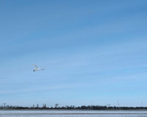 white swan flies in blue sky above flevoland in winter
