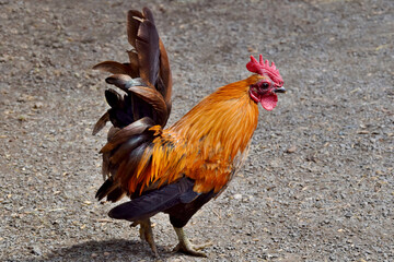 Ein stolzer Zwerghahn in Nahaufnahme