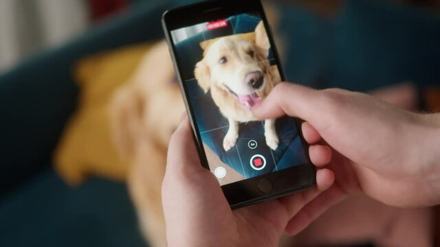man hands holds a smartphone and takes a picture of retriever dog. mobile smart phone taking a photo of a cute pet