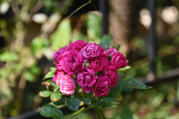 cluster of pink flowers
