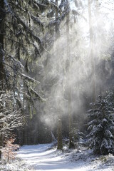 Winterlandschaft im Wald mit Schneegestöber - 414186615