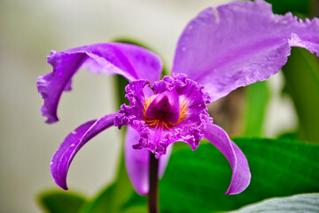 Orqu&iacute;deas Colombia