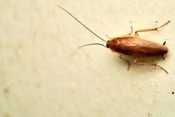 Cockroach Macro close up