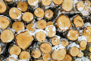 background of sawn tree trunks in winter