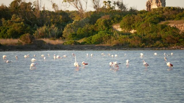 flamingos at sunset in the Salina dei Monaci Nature Reserve, an old salt pan at Torre Colimena, Taranto, Apulia, Italy