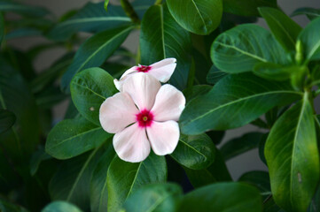 dos flores rosa claro