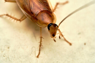 Cockroach Macro close up