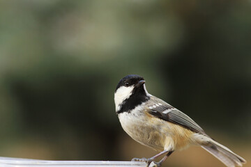 Coal tit looks back sitting on a green blurry background