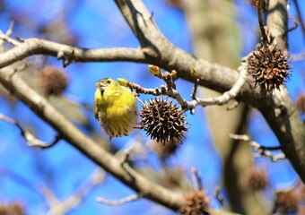 Cute yellow bird singing on the branch