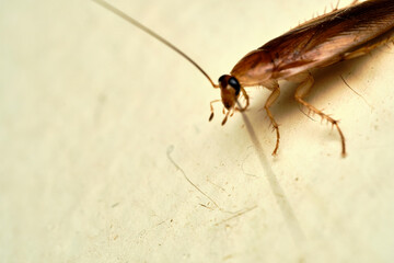 Cockroach Macro close up
