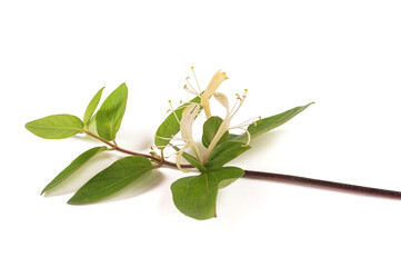 honeysuckle branch with  flowers