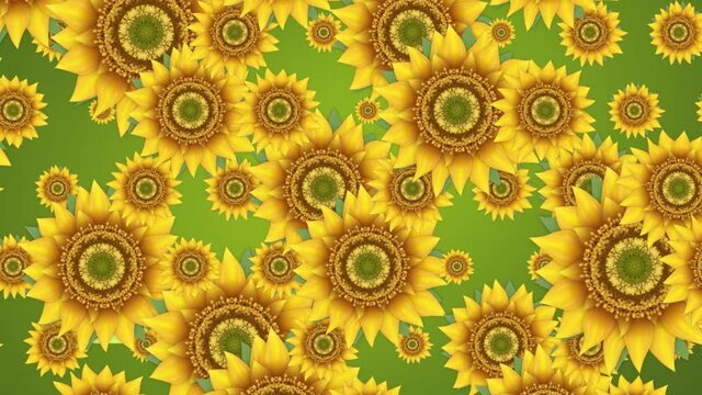 Stylized yellow sunflowers rotating on a green background