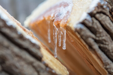 Icicles on a cut log from a fallen tree