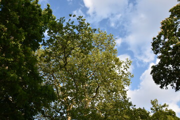 trees and sky