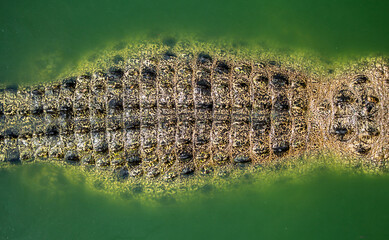 Crocodile skin close-up as a background. Crocodile tail and back.