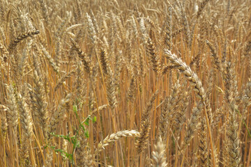 Rye field. Full of ripe grains close up as a background. Wheat field on a bright sunny day. selective focus