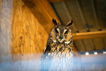 Owl in cage bird wildlife