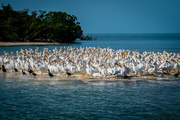 An Island Of Their Own