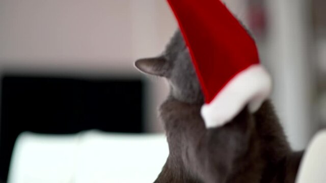Dark cat playing with red christmas hat