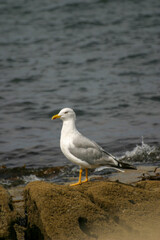 A sea gull stands on a rock in the swell of the Atlantic ocean looking for food
