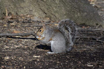 Eichhörnchen im Central Park