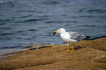 A sea gull stands on a rock in the swell of the Atlantic ocean eating its prey