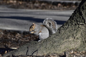 Eichhörnchen im Central Park