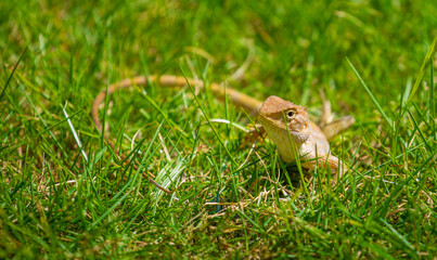 Lizard close-up. A gecko on a background of green grass looks away. Reptile on a stone as if at a table. The concept of question and attention. Exotic tropical animal. Background with place for copy.