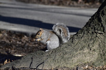 Eichhörnchen im Central Park