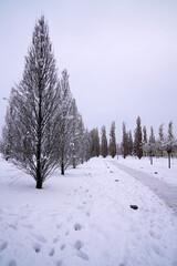 bare trees in a winter park   