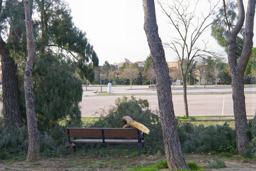 Fallen trees in the San Isidro park in Madrid after the snow storm Filomena. Destroyed trees, broken branches. Natural disaster.