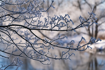 Äste Eis Kristalle Winter Schnee Raureif morgen Sonne Gegenlicht gefroren Kälte Jahreszeit Idyll Zuckergus Sonne Kontrast Ruhr Fluß Aue Deutschland Frost