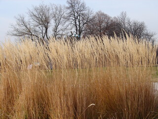 Karl Foerster grass, ornamental grasses, in winter, beautiful winter interest in the garden landscape