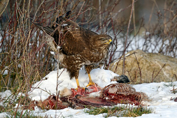 Mäusebussard (Buteo buteo) frisst an Kadaver im Winter // Common buzzard with cadaver 