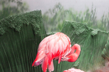 birds flamingos on a background of bright green grass A beautiful flamingo with orange or pink feathers. Flock of beautiful pink flamingos