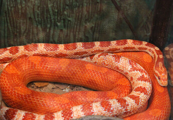 red snakeskin, Honduran milk snake. animal print fabric texture background. Close up view of Python Ball body, snake skin texture pattern for the background. Selective focus. Abstract background